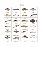 English Worksheet: Fishes