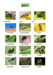 English Worksheet: Insects