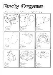 English Worksheet: Body Organs