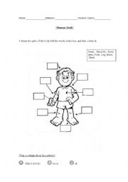 English Worksheet: Human Body