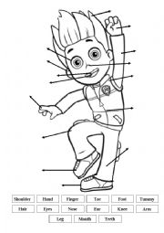 English Worksheet: Paw Patrol Body parts