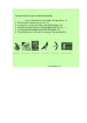 English Worksheet: Birds