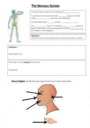 English Worksheet: nervous system