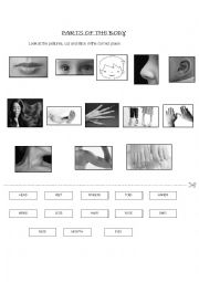 English Worksheet: Body parts