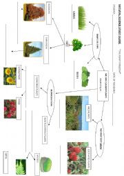 Plant_kingdom_diagram