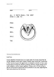 test on horses hooves anatomy and translation part