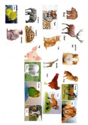 English Worksheet: Describing animals