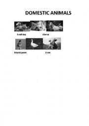 English Worksheet: domestic animals