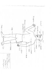 English Worksheet: Body parts