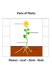 English Worksheet: Parts of Plant
