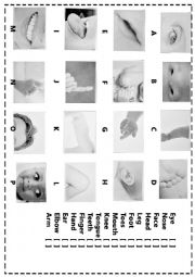 English Worksheet: Body Parts match 