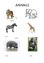 English Worksheet: Animals