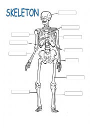 English Worksheet: Skeleton system