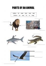 English Worksheet: Parts of an animal