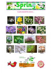 English Worksheet: SPRING