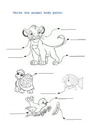 English Worksheet: Animal Body Part