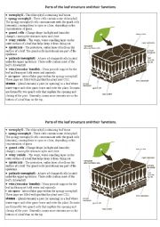 English Worksheet: Parts of the leaf and their functions