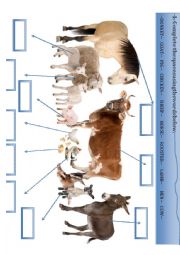 English Worksheet: Animals from the farm