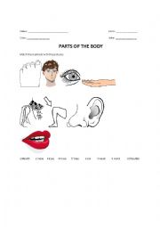 English Worksheet: parts of the body