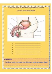 MALE REPRODUCTIVE SYSTEM