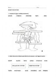 English Worksheet: DIGESTIVE AND CIRCULATORY SYSTEMS
