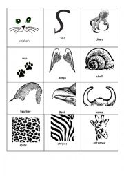 English Worksheet: Animal body parts