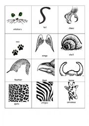 Animal body parts