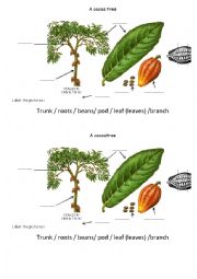 chocolate : a cocoa tree