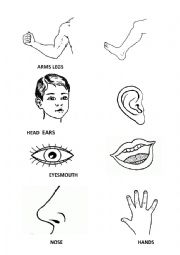 English Worksheet: Flashcards body parts