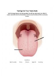 English Worksheet: Testing Out Your Taste Buds 