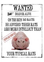 English Worksheet: Rats