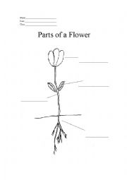English Worksheet: Parts of a Flower
