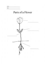 Parts of a Flower