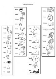 English Worksheet: Human body worksheet