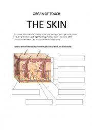 English Worksheet: THE ORGAN OF TOUCH. THE SKIN. WORKSHEET WITH ANSWER SHEET