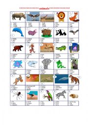 English Worksheet: animal