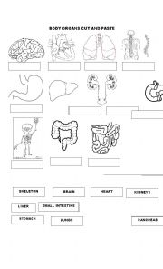 English Worksheet: BODY ORGANS CUT AND PASTE 