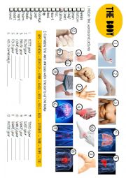 English Worksheet: Body parts