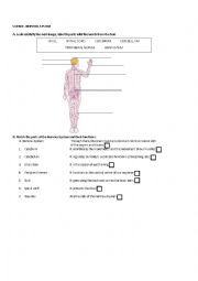 English Worksheet: Science. Nervous System