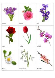 English Worksheet: Flowers pictionary (part 3)