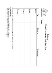 English Worksheet: functions of a plant