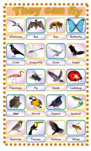 English Worksheet: They can fly ... Flying animals!