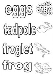 English Worksheet: Life cycle of butterfly and frog