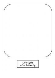 English Worksheet: Buterfly cycle