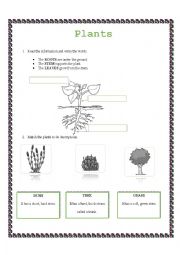English Worksheet: PLANTS