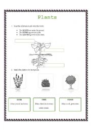 English Worksheet: PLANTS