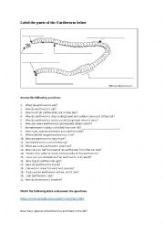 English Worksheet: Earthworms