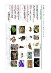 English Worksheet: RAINFOREST ANIMALS