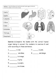 English Worksheet: Human organs