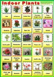 English Worksheet: The most famous indoor plants. Pictionary